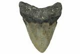 Fossil Megalodon Tooth - North Carolina #351168-1